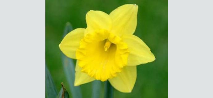 daffodils_small.jpg